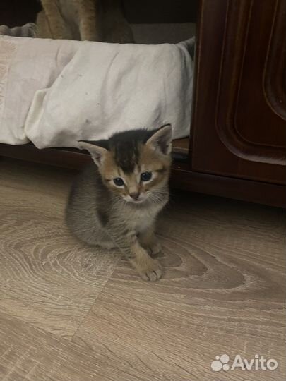 Абиссинские котята