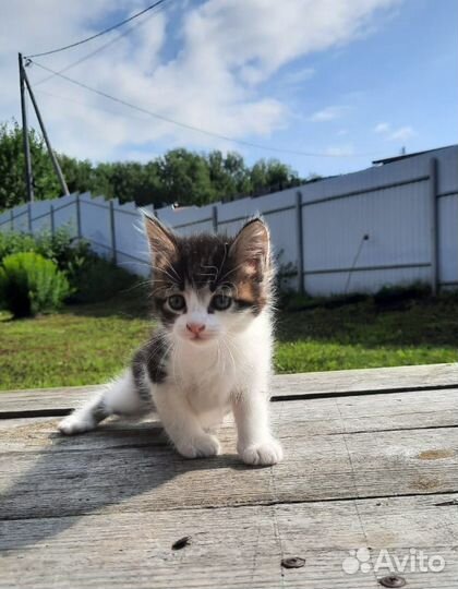 Отдам в добрые руки котят