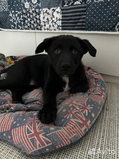 Щенок в добрые руки