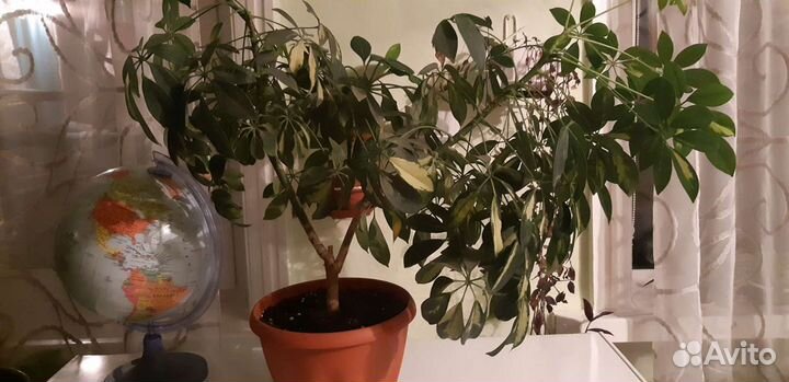 Цветы горшечные