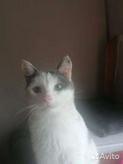 Котики