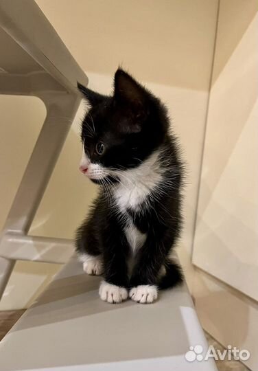Котенок