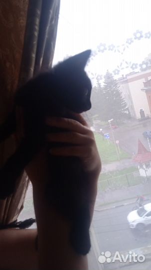 Котик в добрые руки
