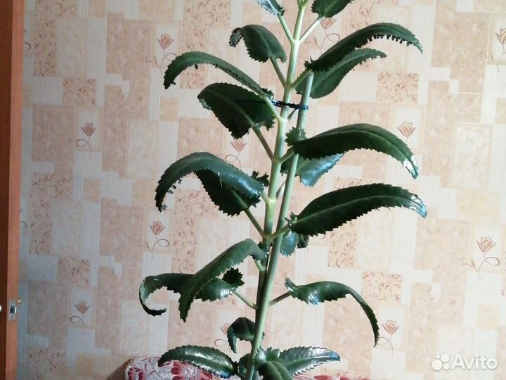 Каланхое лечебное