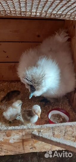 Кша инкубационное яйцо