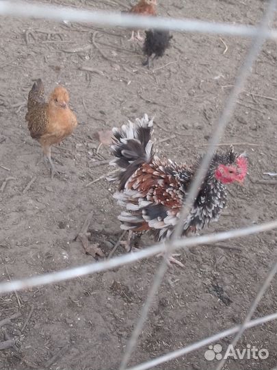 Продам декоративных петушков