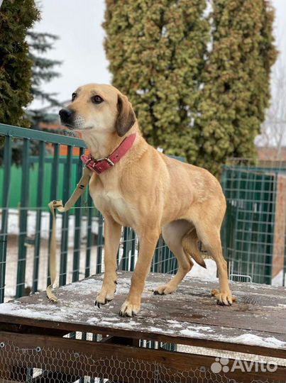 Собака в добрые руки