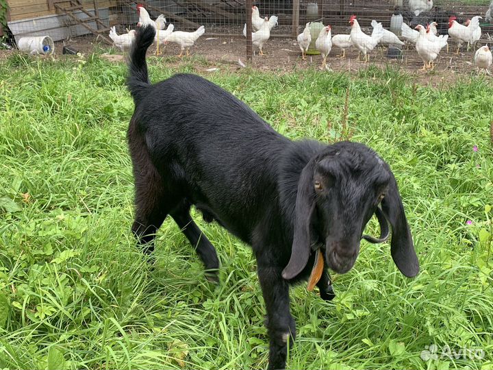 Нубийский козел