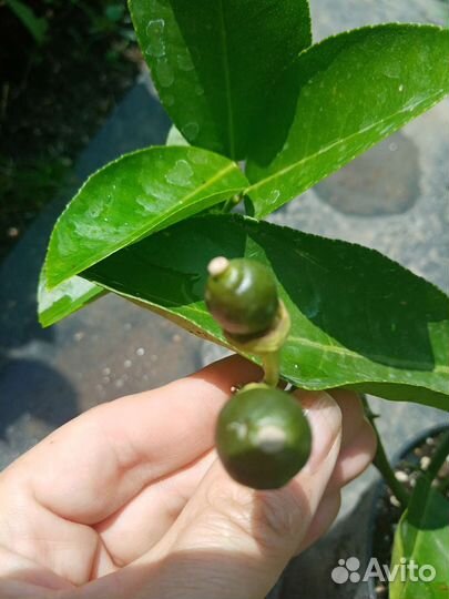 Плодоносящие лимоны мейер и пандероза