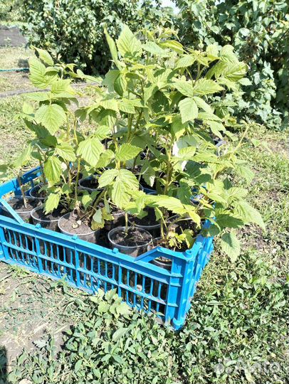 Малина саженцы, рассада