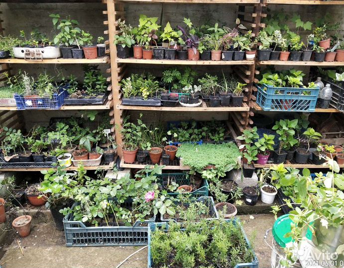 Саженцы декоративных, пряных, цветущих