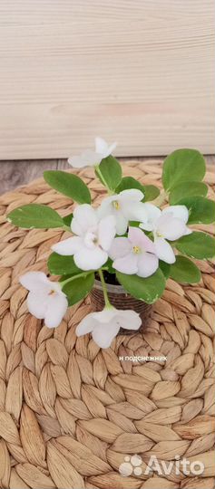 Фиалки Мини и полумини