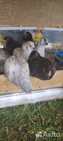 Петухи род-айленд