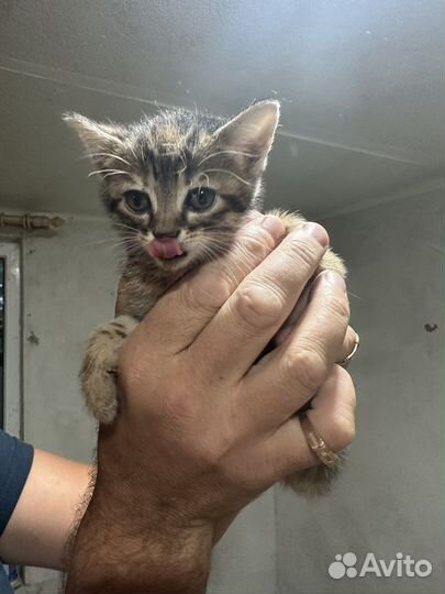 Котята в добрые руки бесплатно