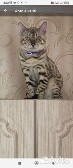 Бенгальская