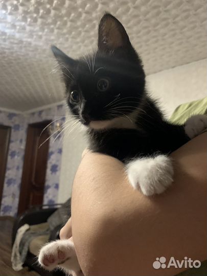 Кошечка лапка мейн кун ищет дом