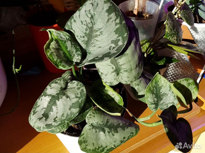 Эпипремнум или сциндапсус,филодендрон