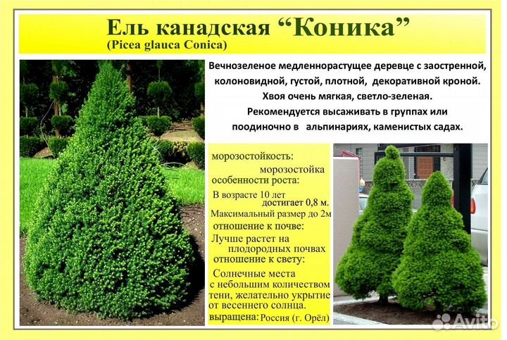 Ель канадская коника