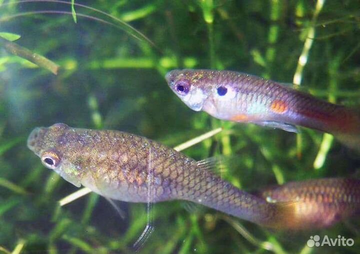 Рыба, Гуппи обыкновенная