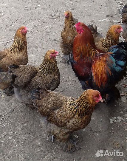 Цыплята Брама