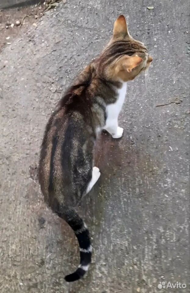 Котёнок в добрые руки, Краснодар