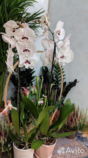 Орхидея биг лип пуаро / реянг принц