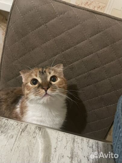 Кошка кот