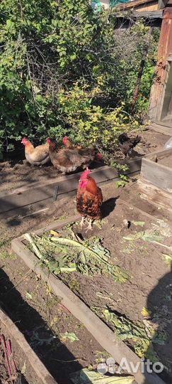 Куры несушки