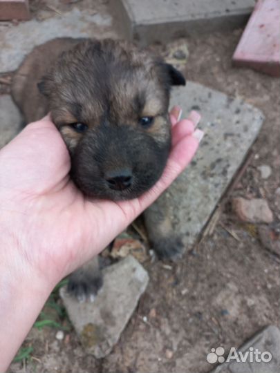 Собака в добрые руки отдам бесплатно