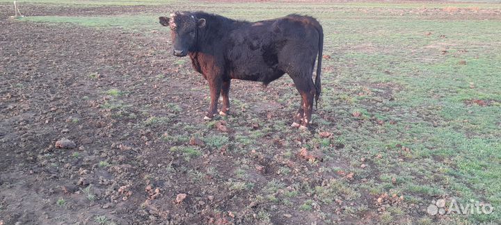Быки на племя