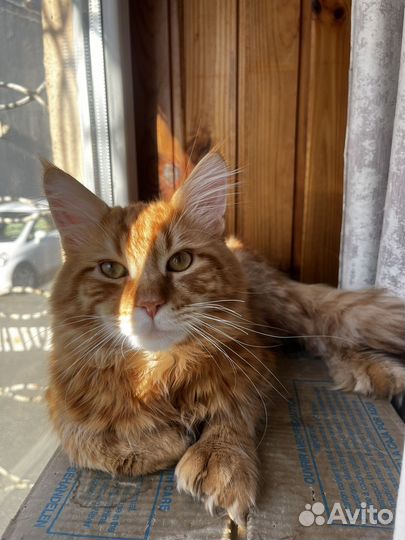 Мейн-кун вязка