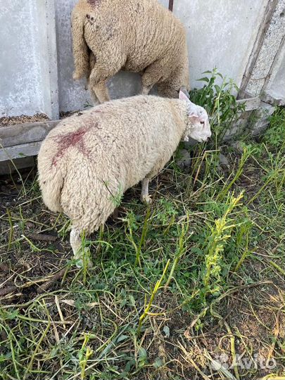 Баран тексель