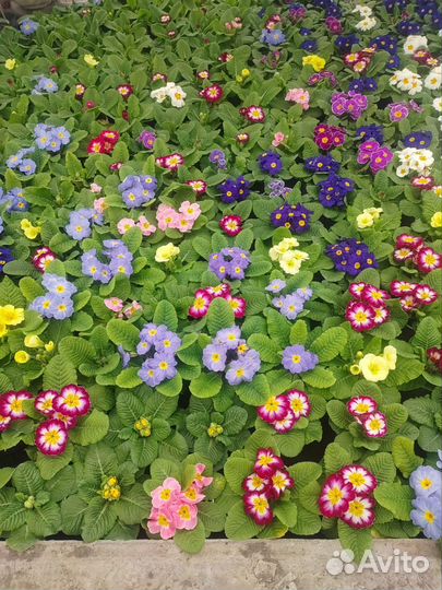 Цветы примула