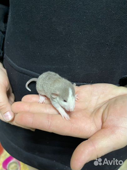 Крысы малыши