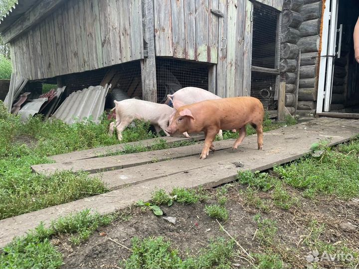 Поросята помесь ландрас дюрок