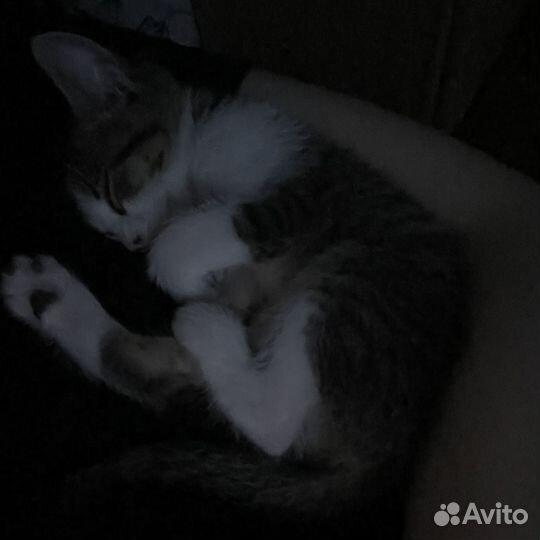 Котенок в добрые руки