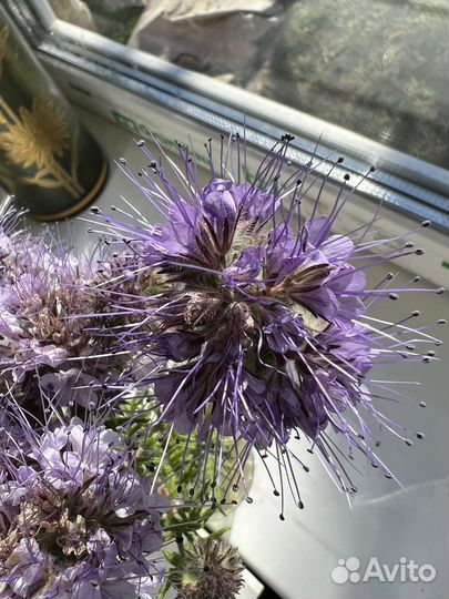 Семена фацелии