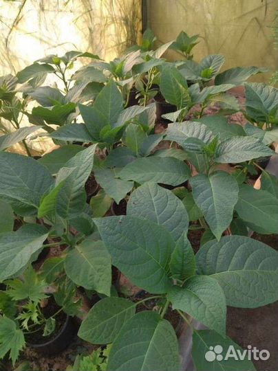 Бругмансия саженцы