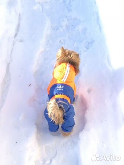 Одежда для собак