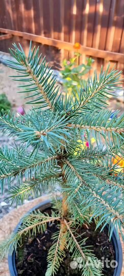 Ель колючая Глаука с3 30-50см