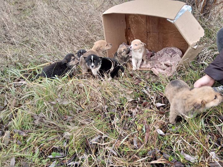 Собака в добрые руки