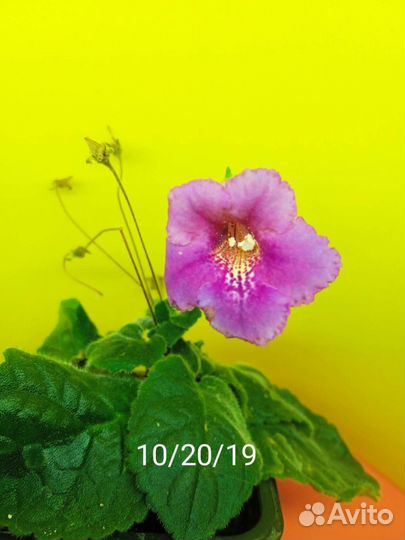 Минисиннингии