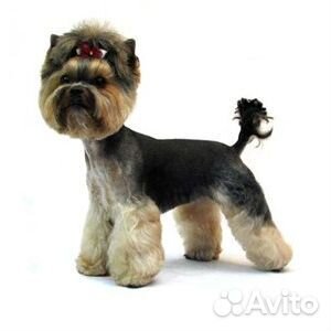 Стрижка кошек и собак, выезд на дом