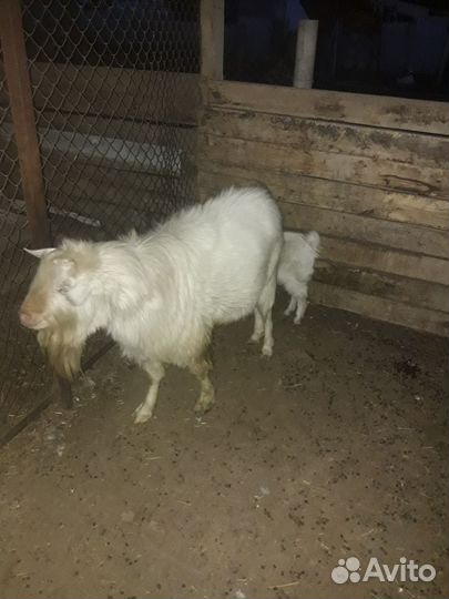 Козлик на племя