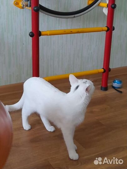 Као мани смесь с обычным котом