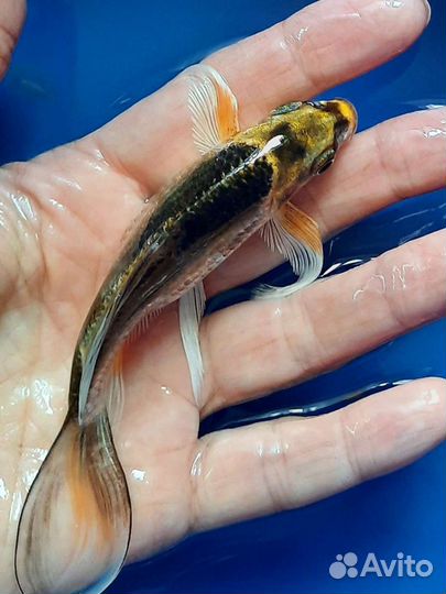 Карпы кои мальки