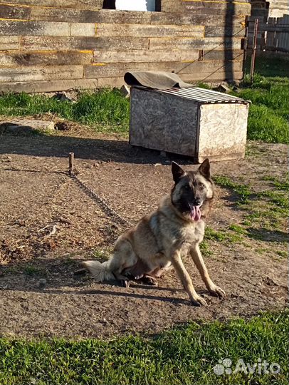 Бельгийская овчарка Малинуа