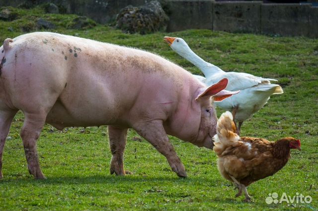 Продукты и корм для животных