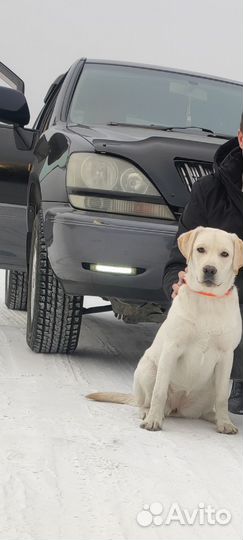 Лабрадор, вязка