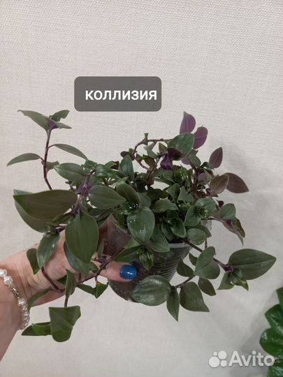 Комнатные растения цветы